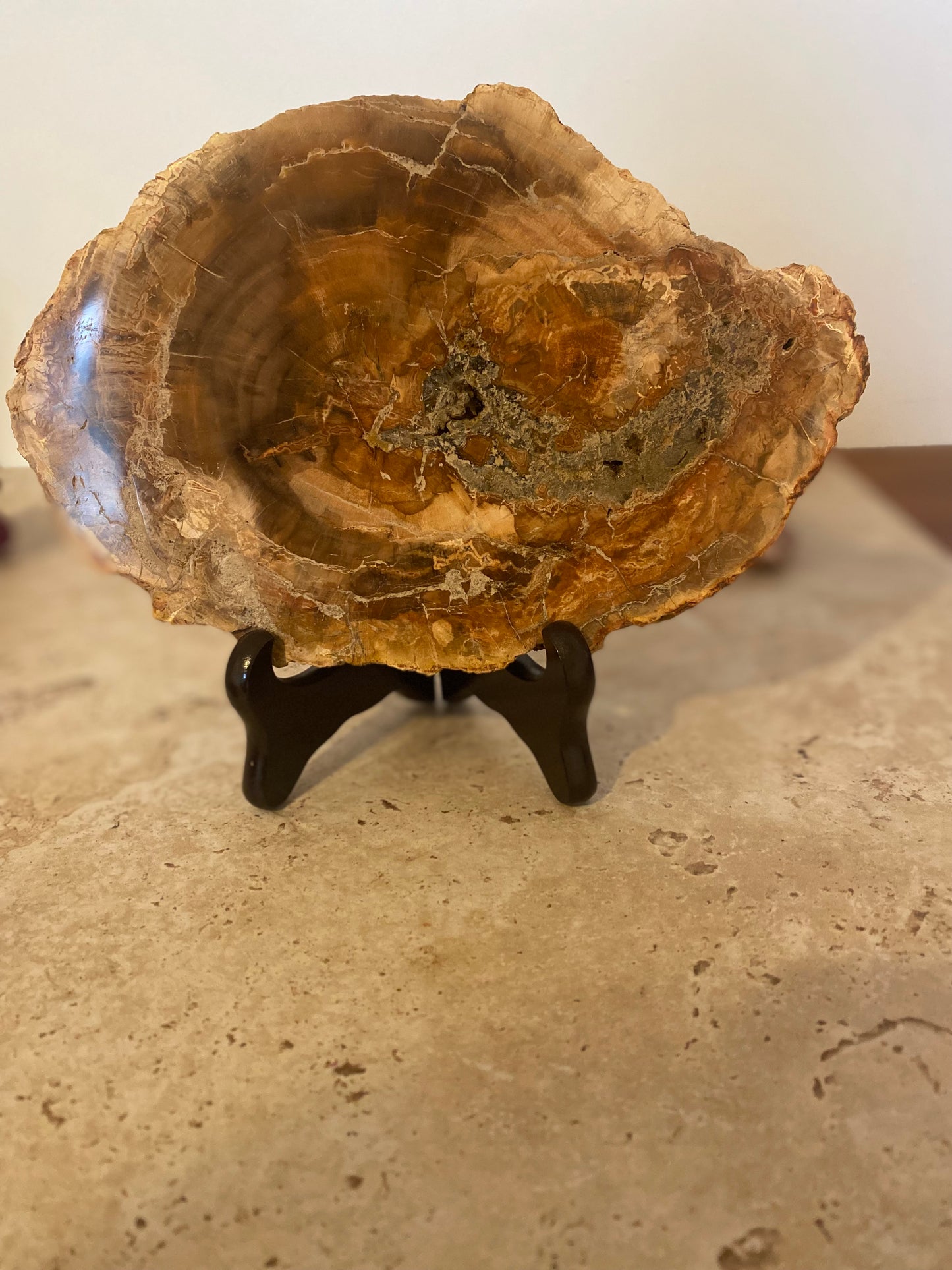 Tranche de Bois Fossilé