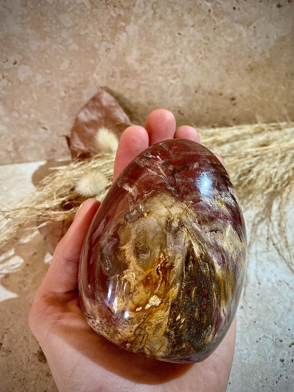 Bois Fossilisé en provenance de Madagascar