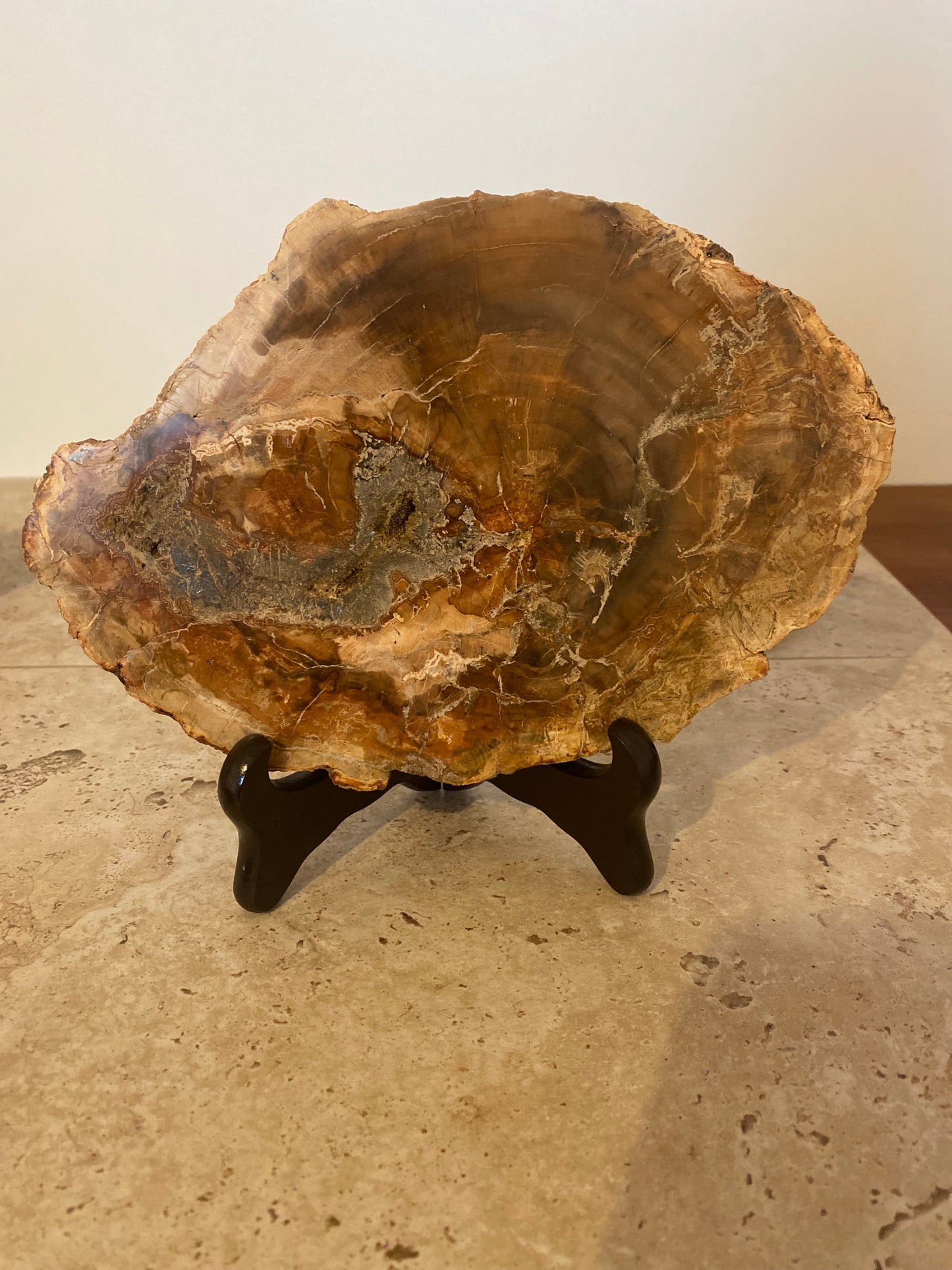 Tranche de Bois Fossilé