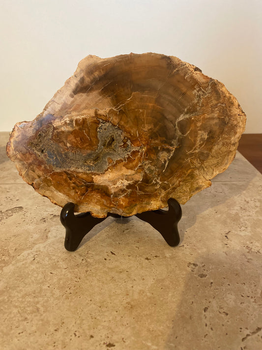 Tranche de Bois Fossilé